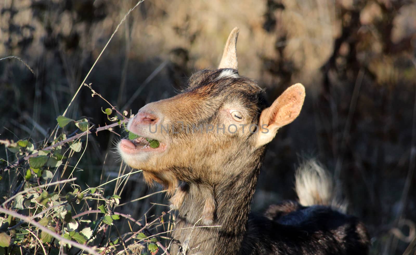 goat grazing wild blackberry bush . domestic and farm animals theme