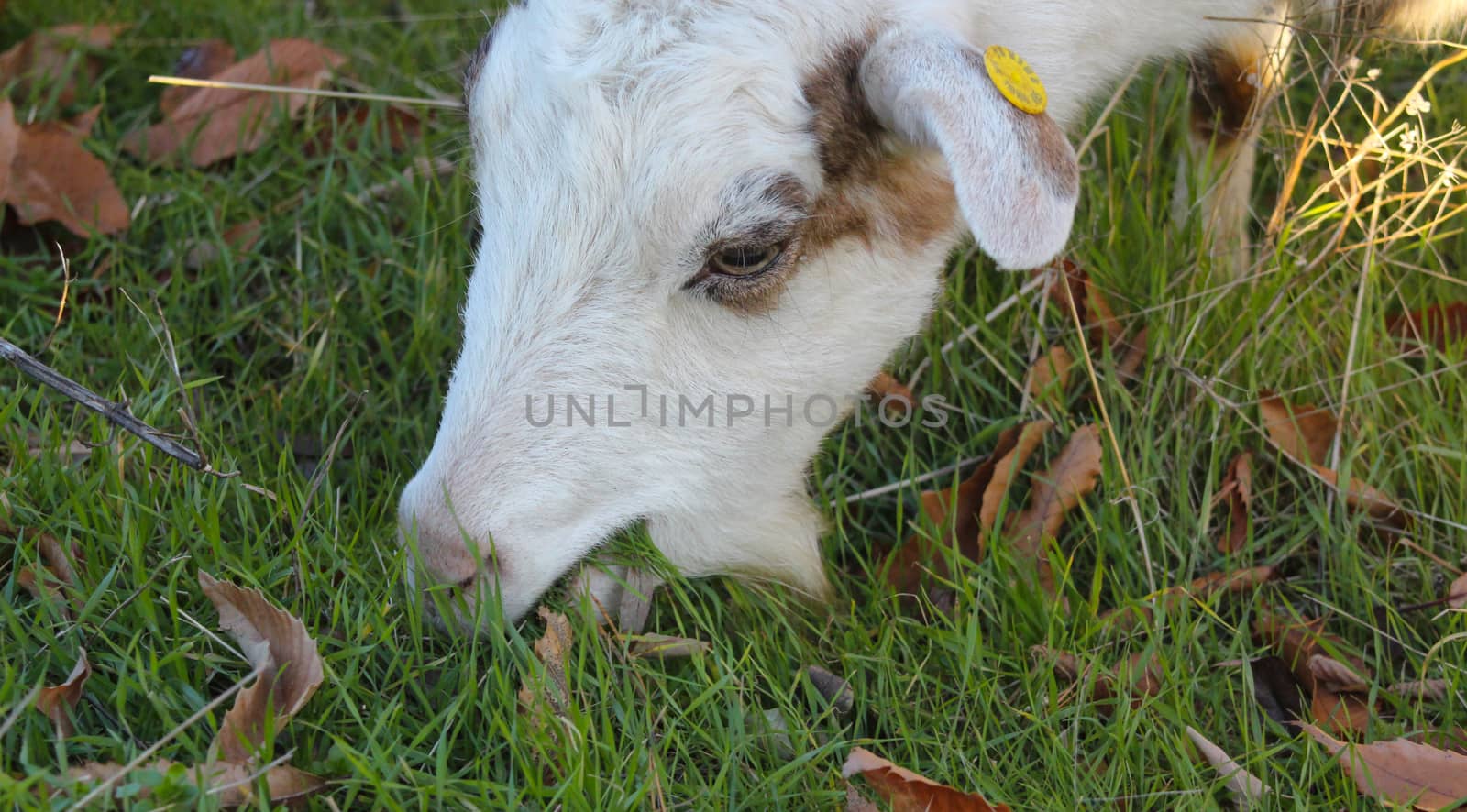 picture of a goat grazing in the field, domestic and farm animals theme