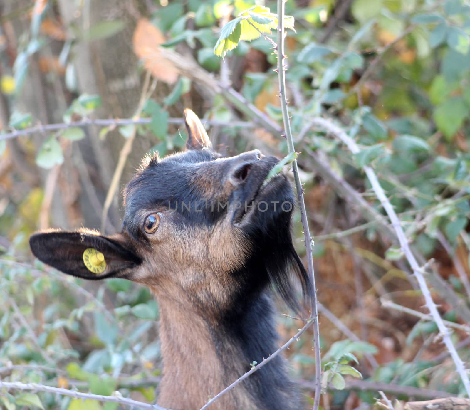 goat grazing wild blackberry bush . domestic and farm animals theme