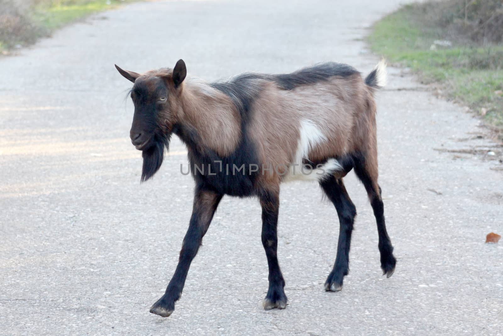 picture of a goats on an asphalt road