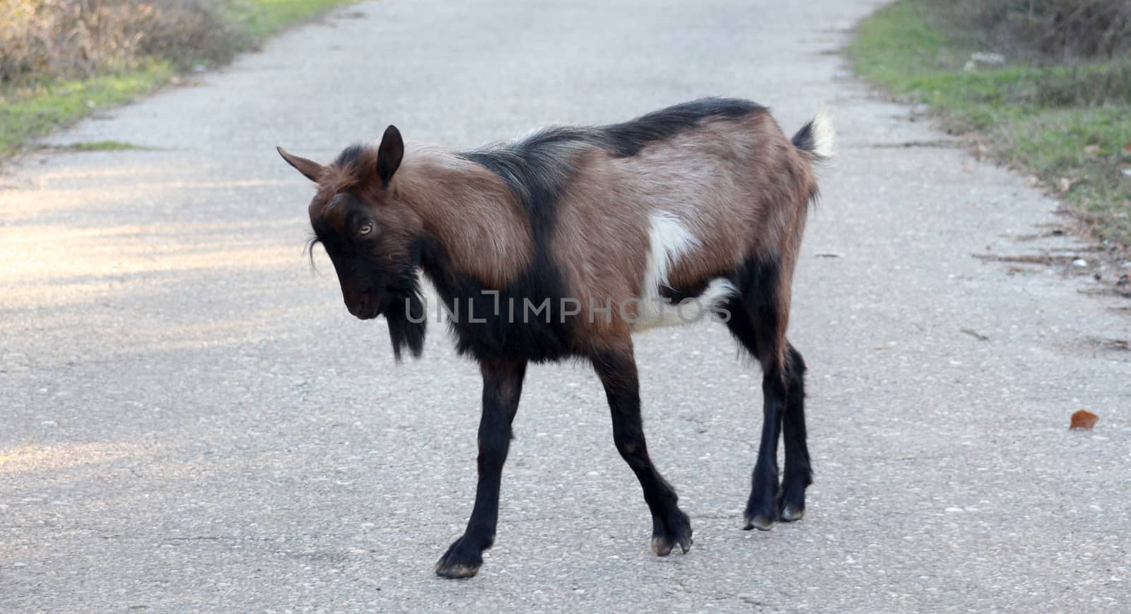 picture of a angry goat on an asphalt road