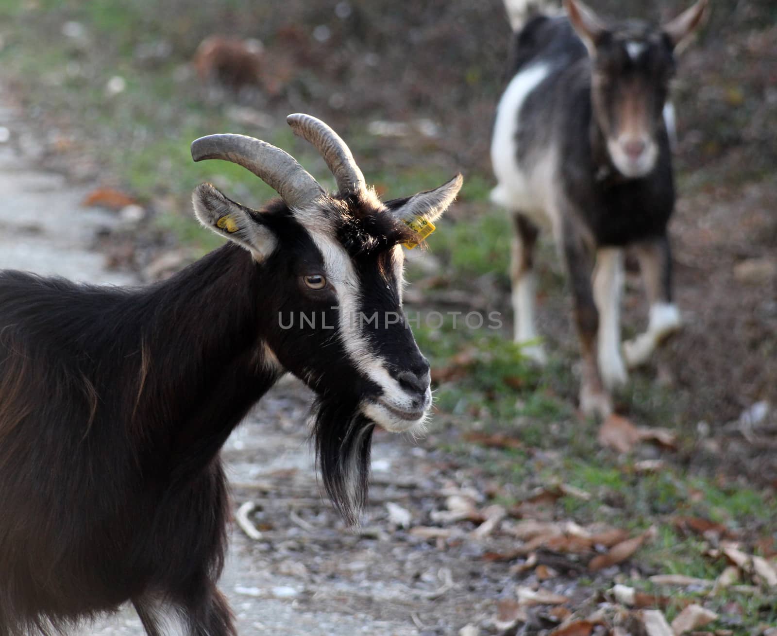 goats on an asphalt road by nehru