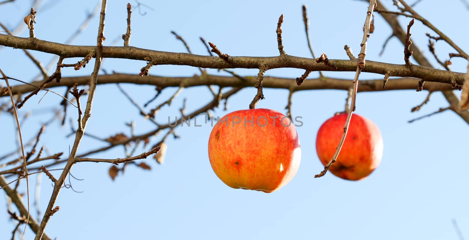 picture of a Apples on tree on november morning,forgotten in harvest