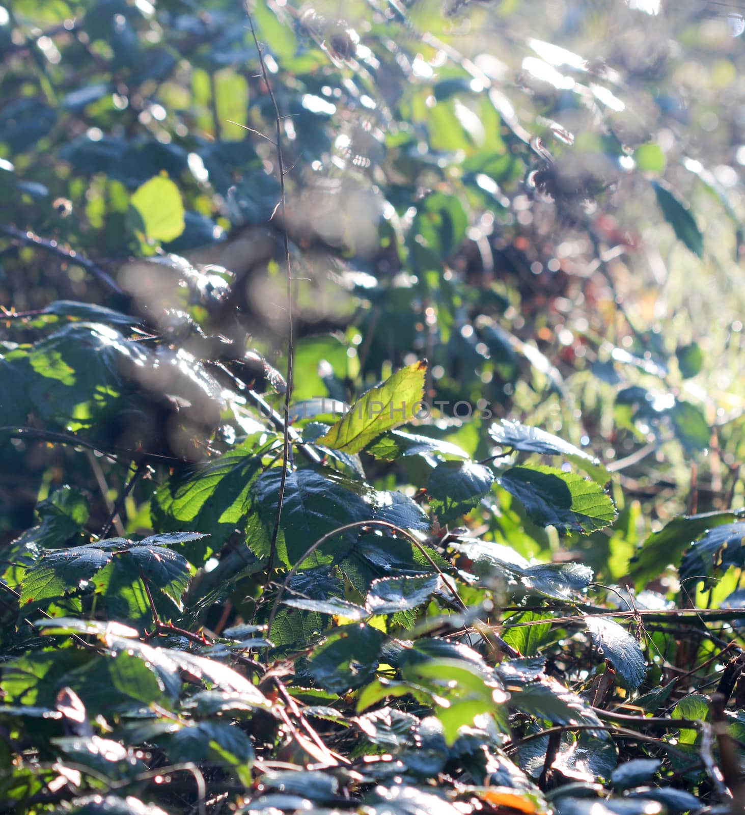 picture of a november morning frost on a plants