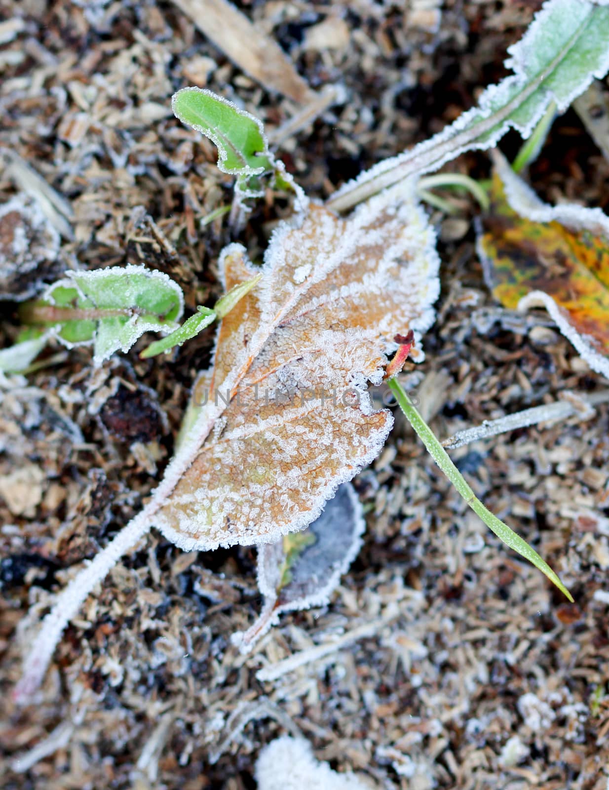 november morning frost on a plants by nehru