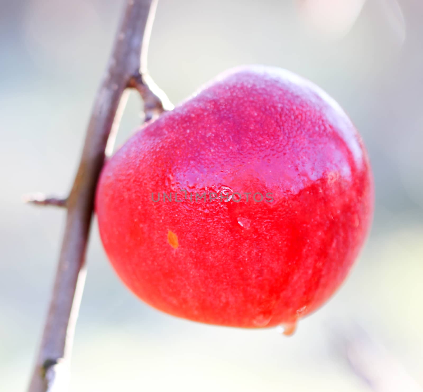 picture of a Apples on tree on november morning,forgotten in harvest