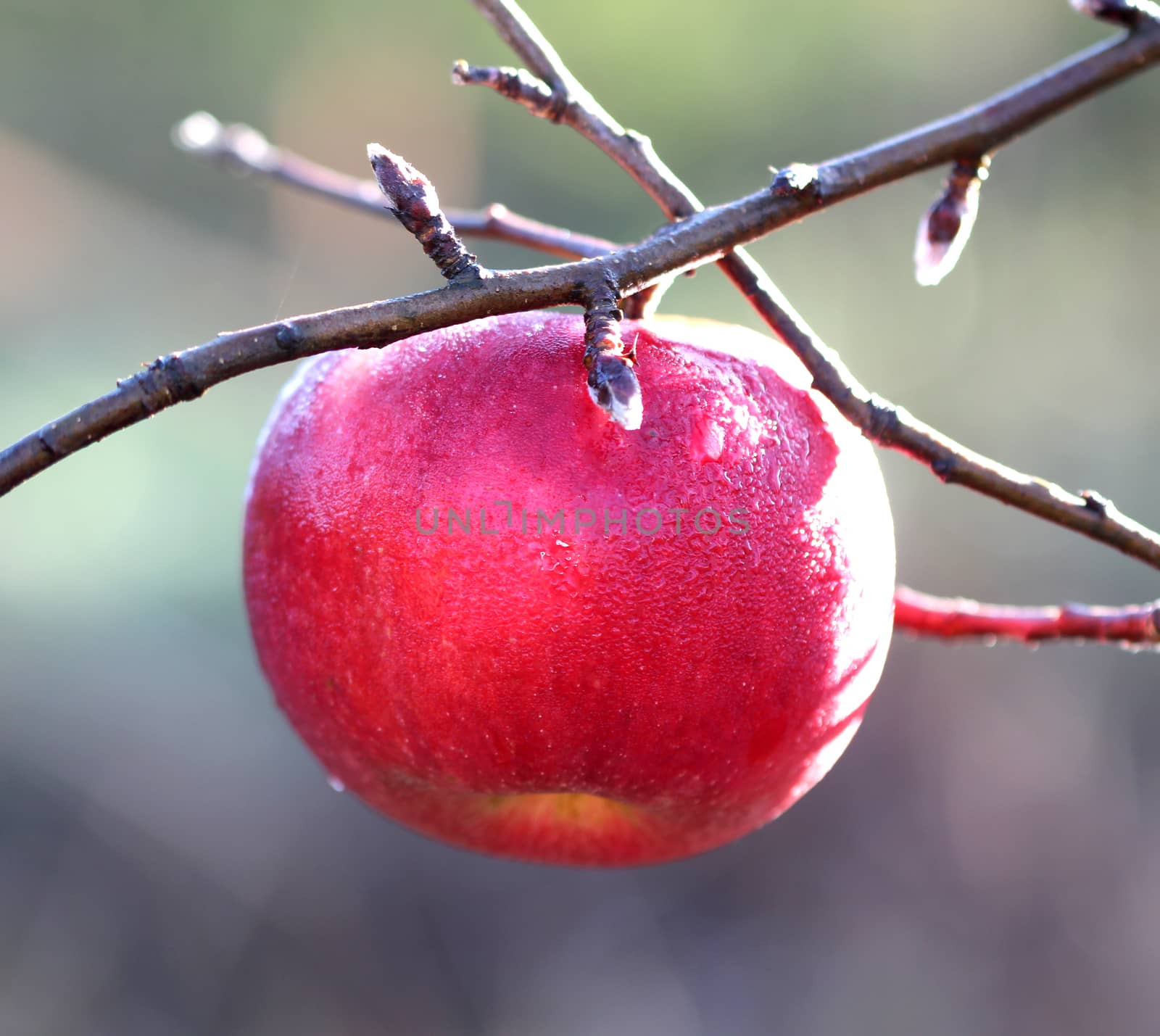 Apples on tree on november morning by nehru