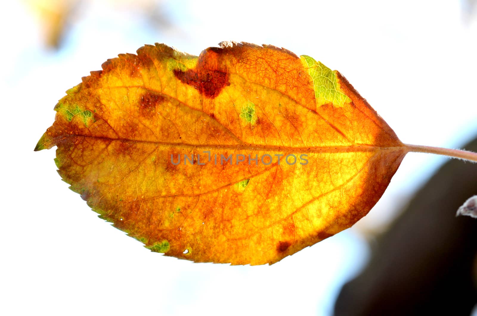 Close-up of apple autumn leaf on a tree early on the morning by nehru