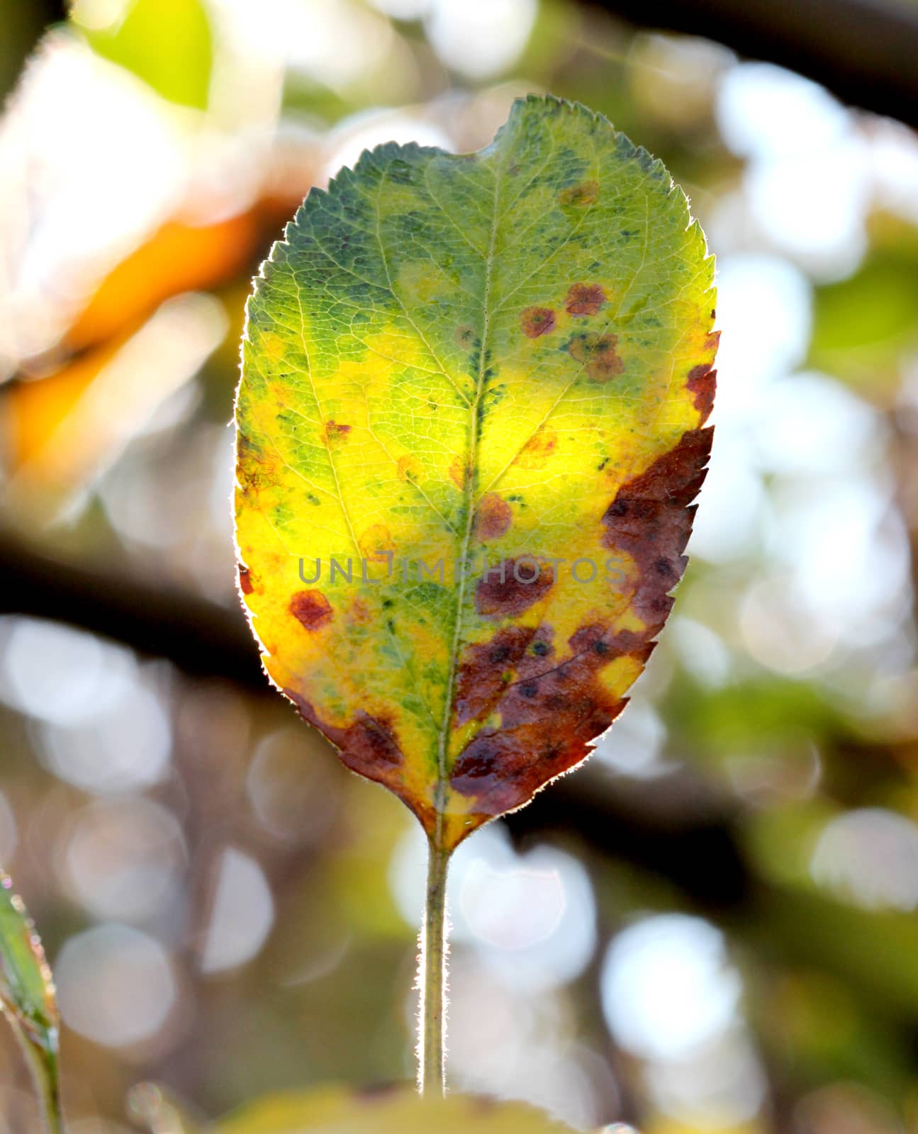 picture of a Close-up of apple autumn leaf on a tree early on the morning