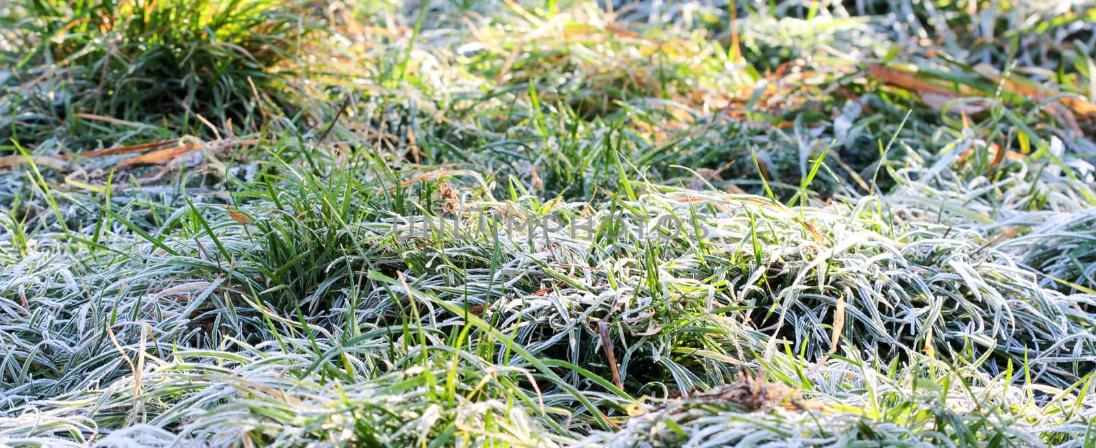 picture of a november morning frost on a plants