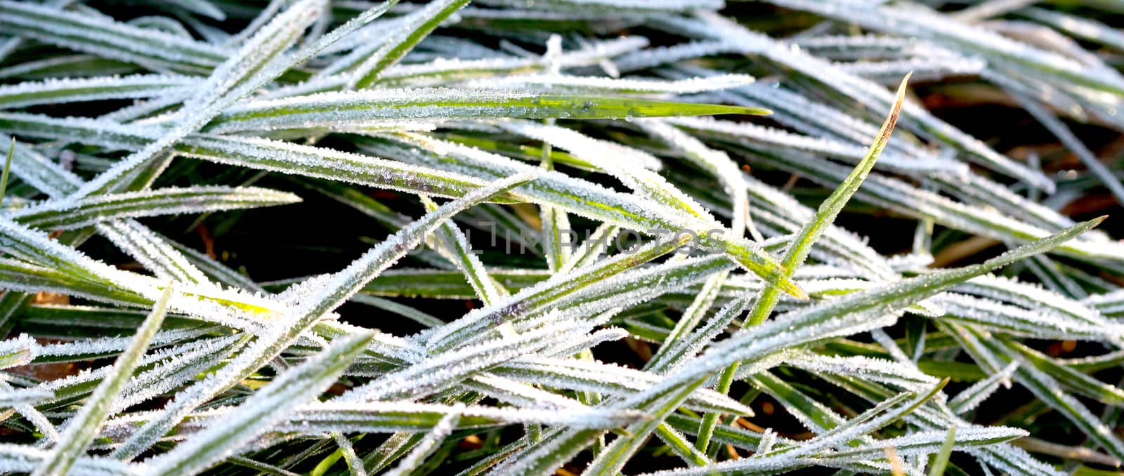 november morning frost on a plants by nehru