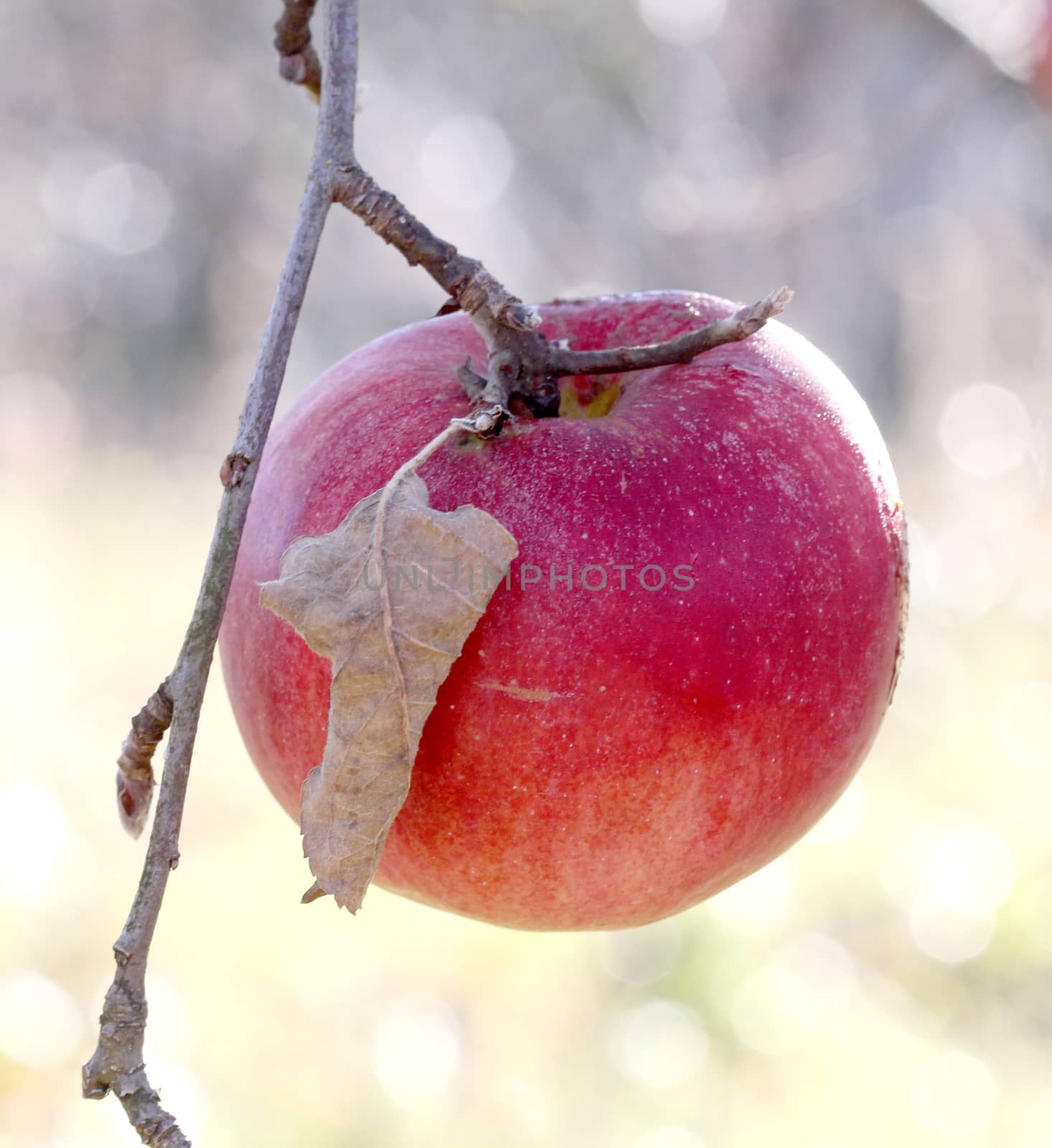 Apples on tree on november morning by nehru