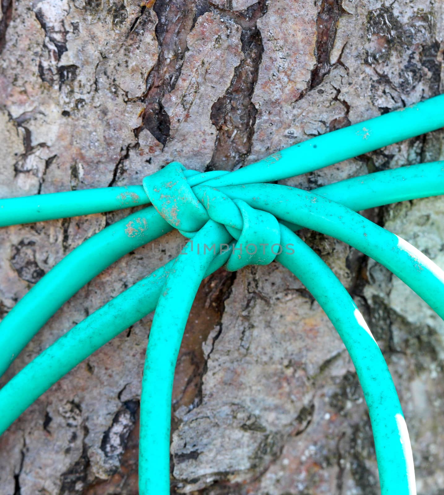 plastic rope knot on an apple stem macro
