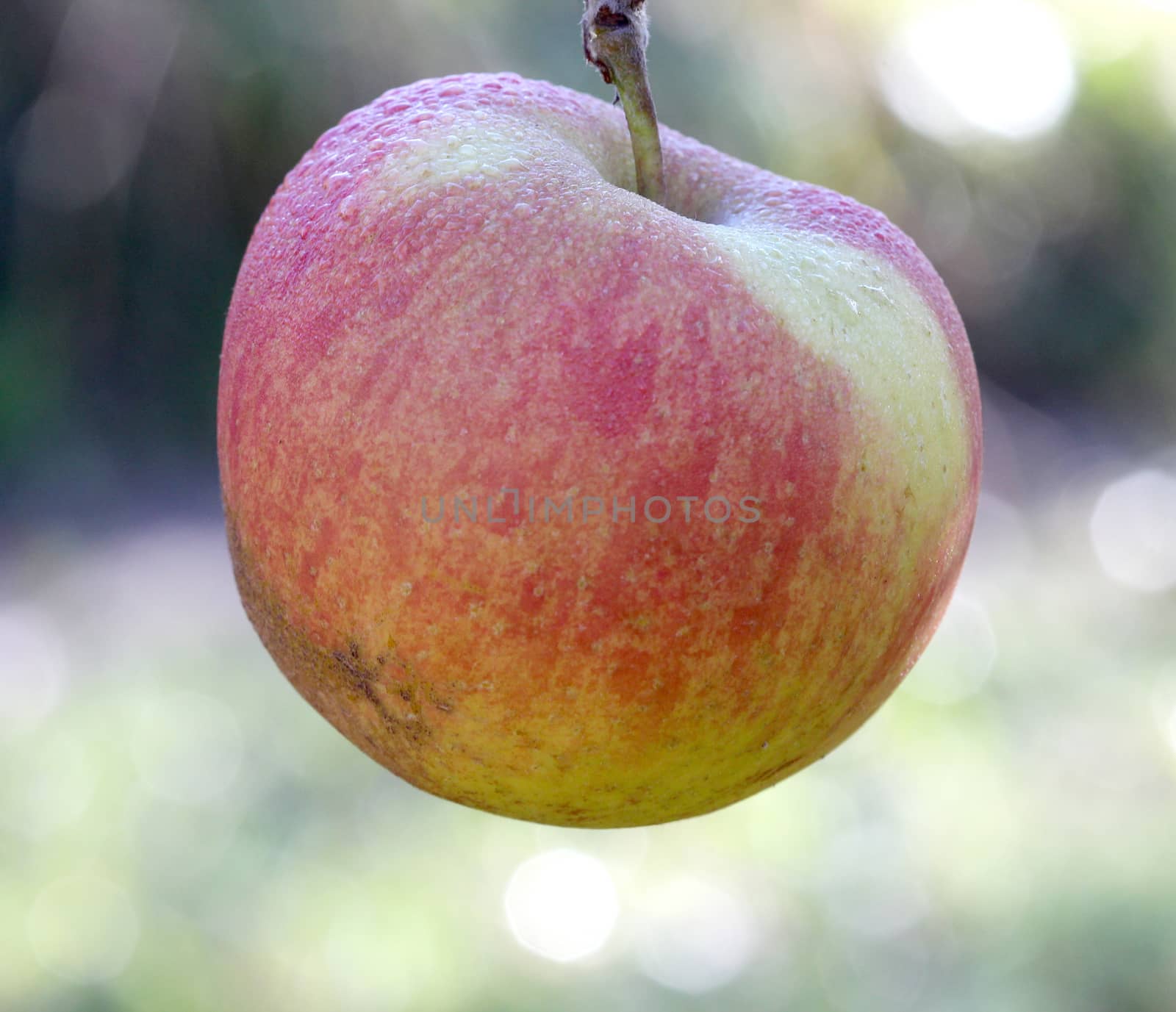 Apples on tree on november morning by nehru