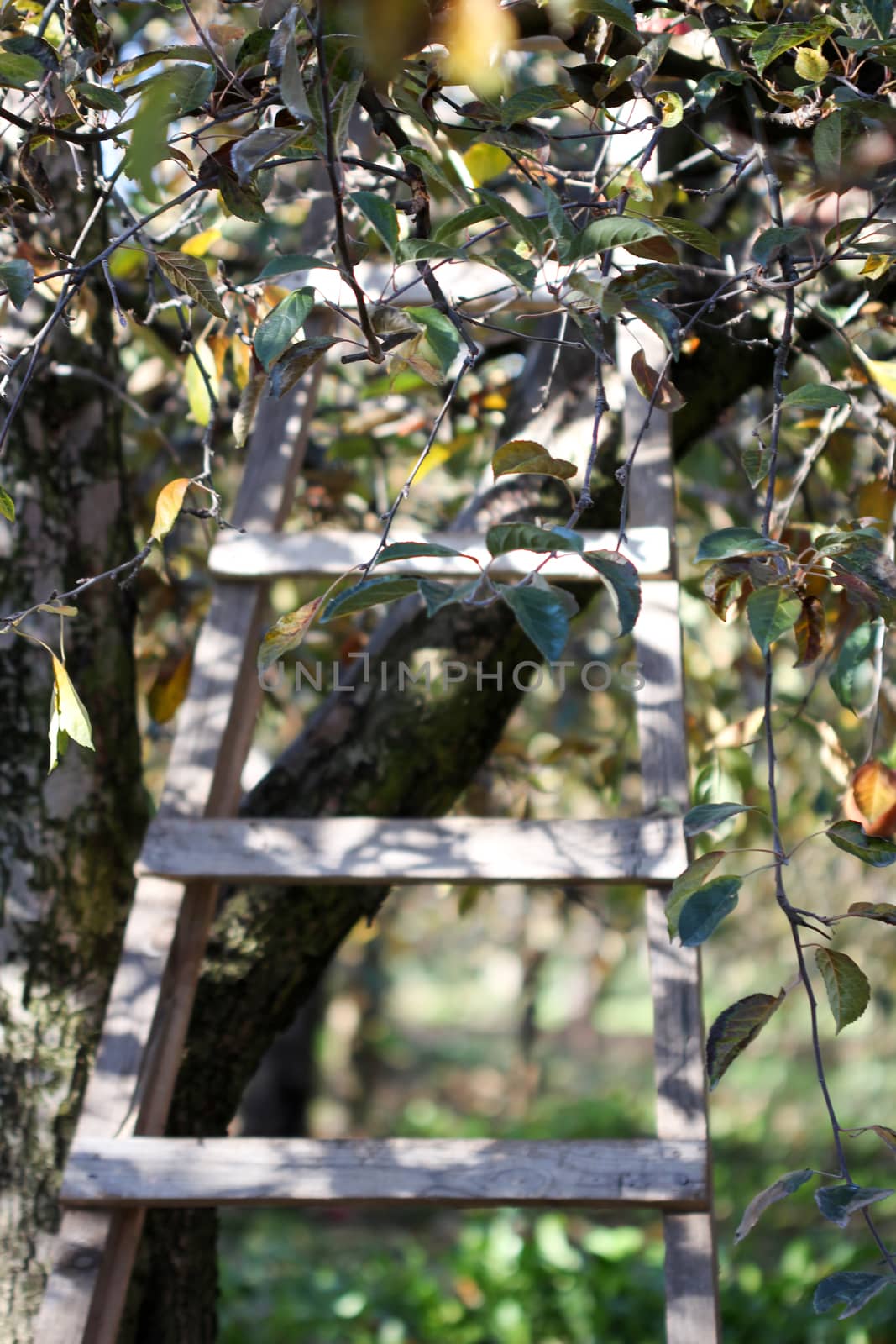 Ladder in Orchard in autumn by nehru