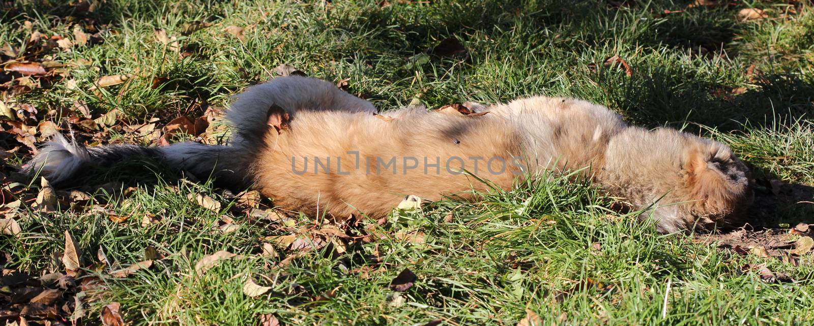 Poisoned dog on a grass in november morning. Save animals concept. by nehru