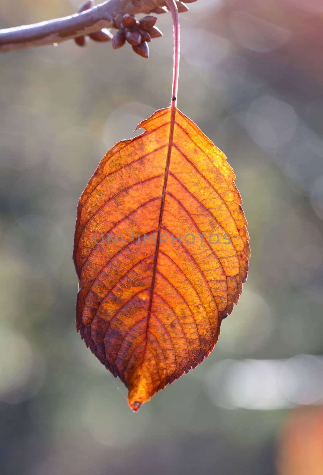 picture of a Close-up of cherry autumn leaf on a tree early on the morning