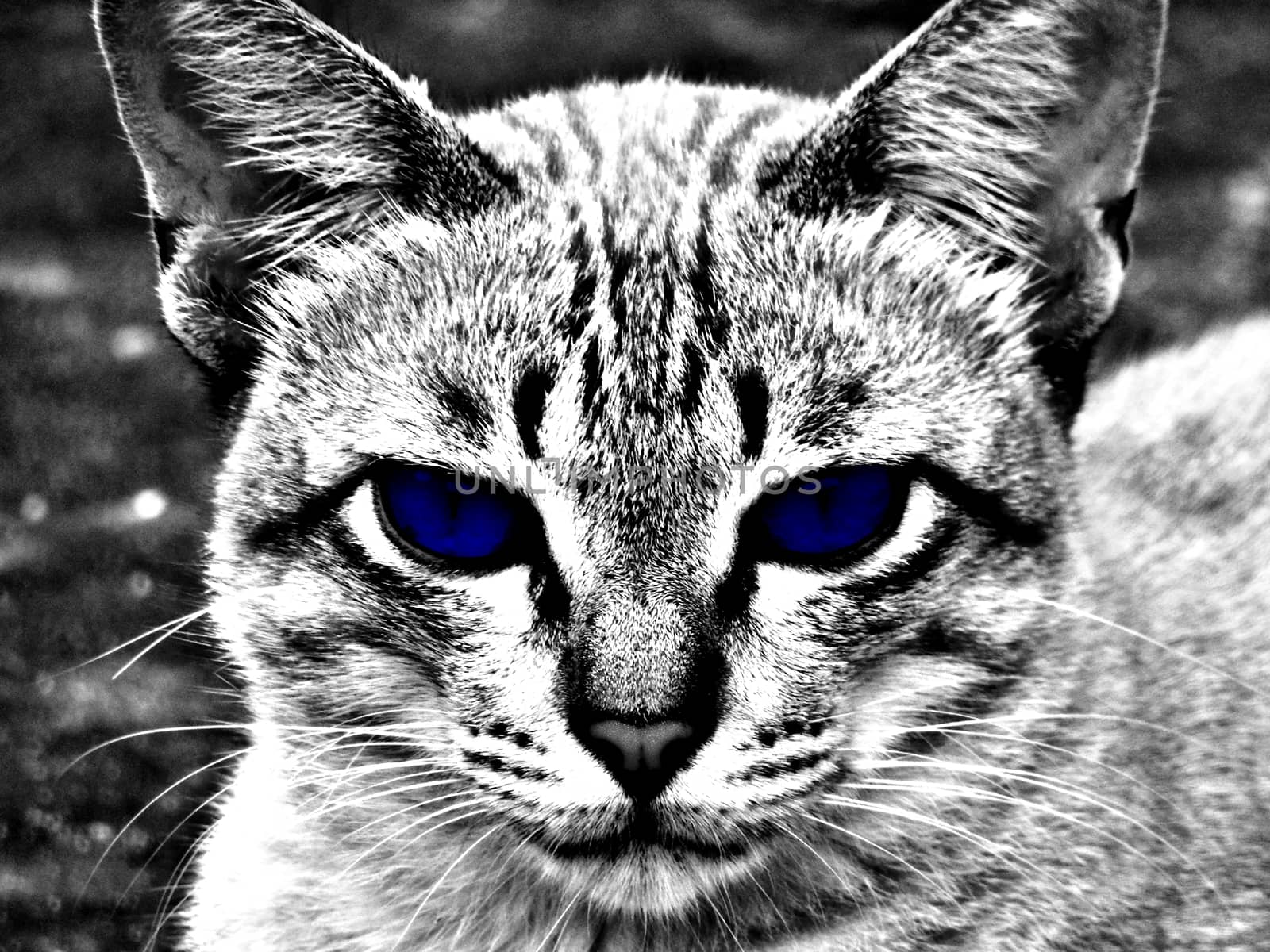 Cat eyes blue represents love,serious Eye.