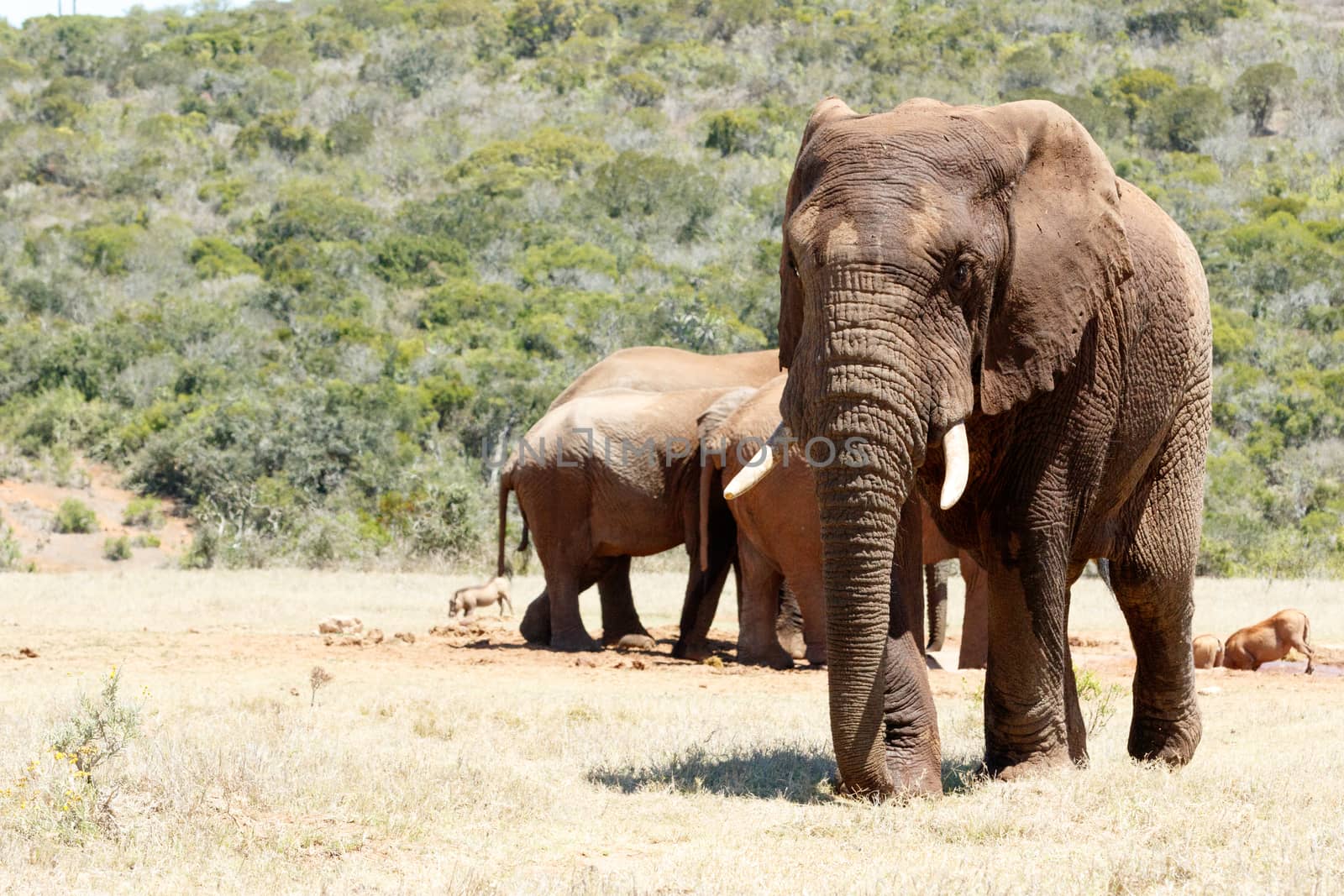 After a good chat and water drink at the dam, the African Elephant is walking away.