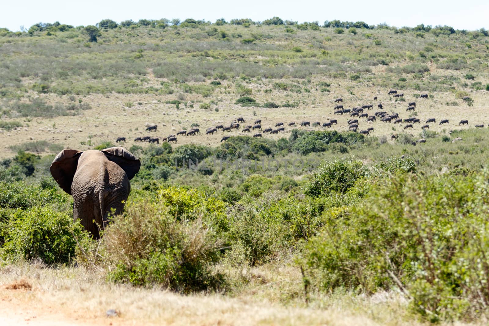 Bush Elephant walking towards the field full of buffaloes.