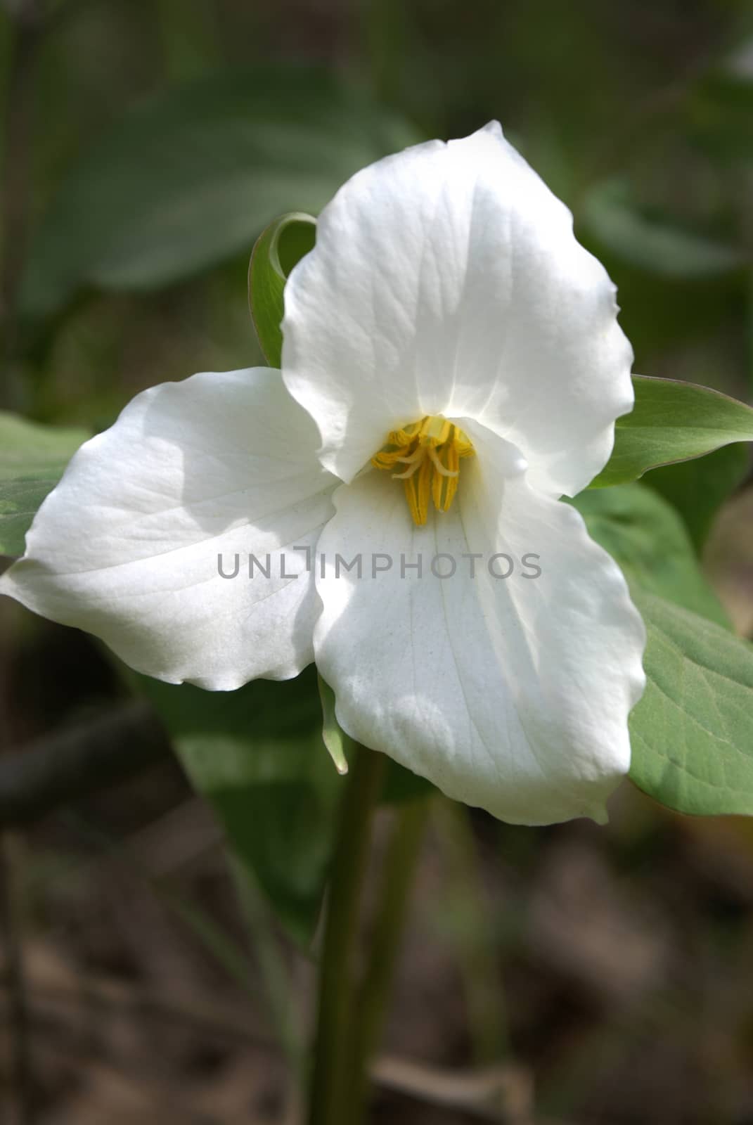 White Trillium Flower by AlphaBaby