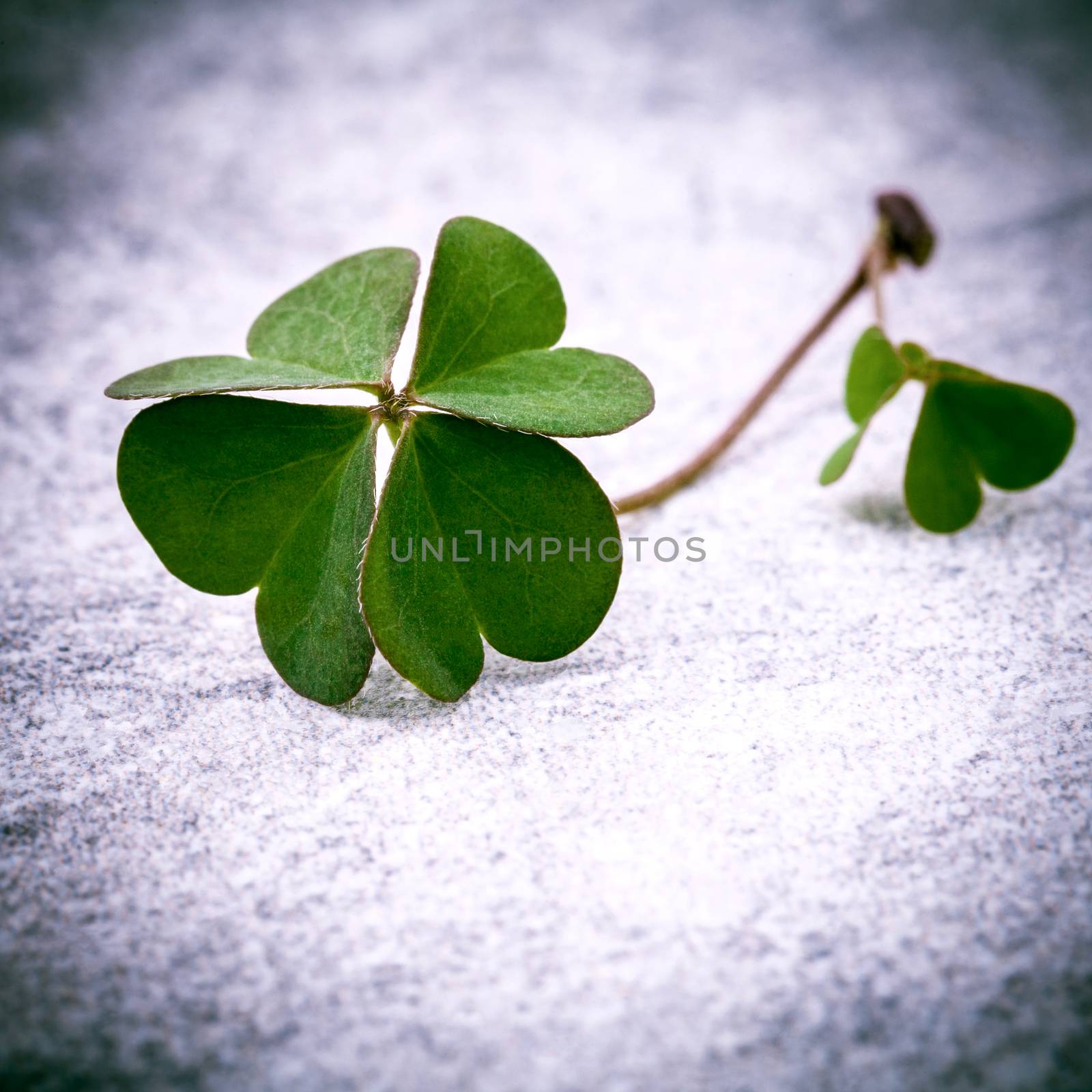 Clovers leaves on Stone .The symbolic of Four Leaf Clover the fi by kerdkanno