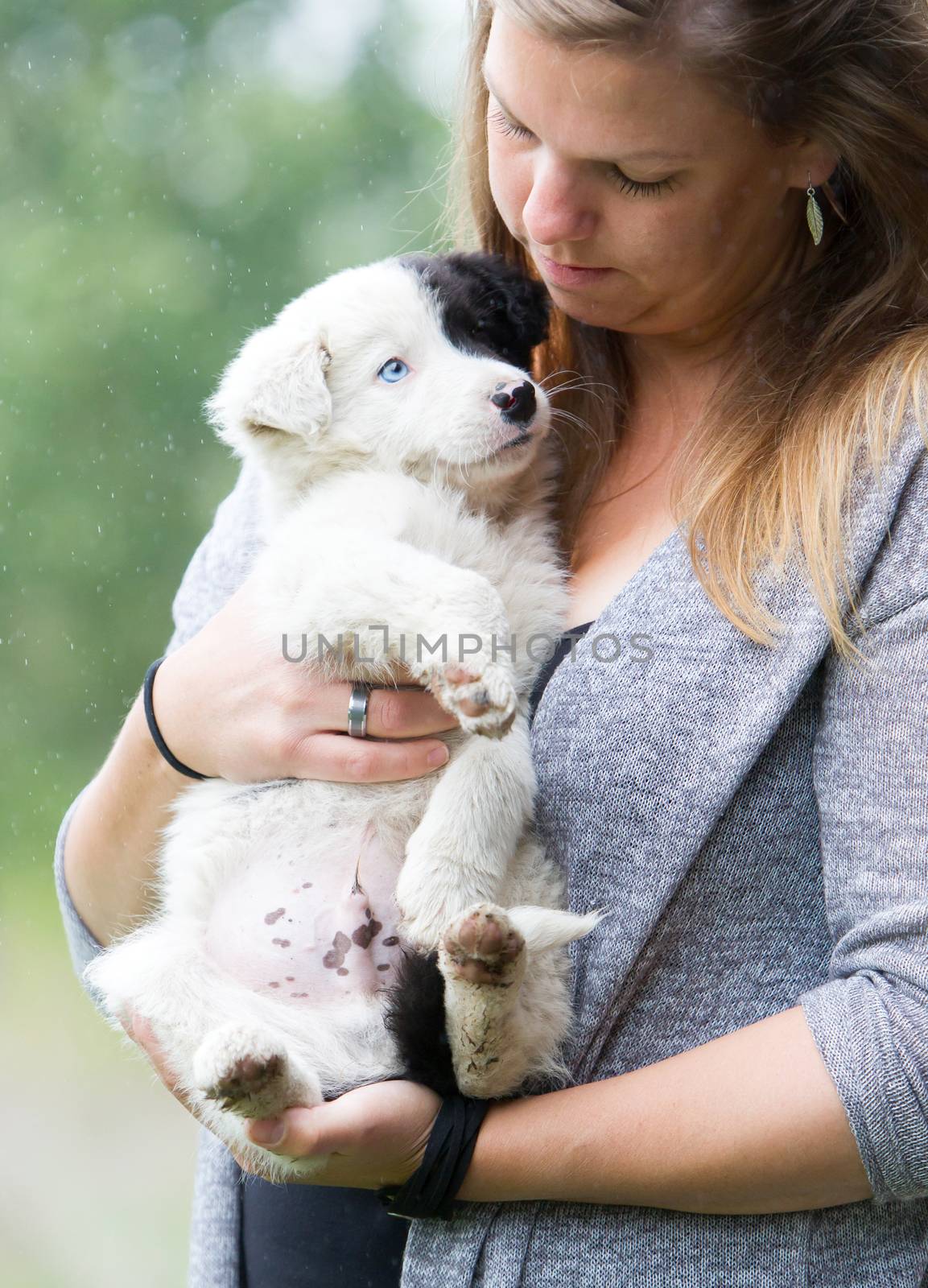 Small Border Collie puppy with blue eye in the arms of a woman by michaklootwijk