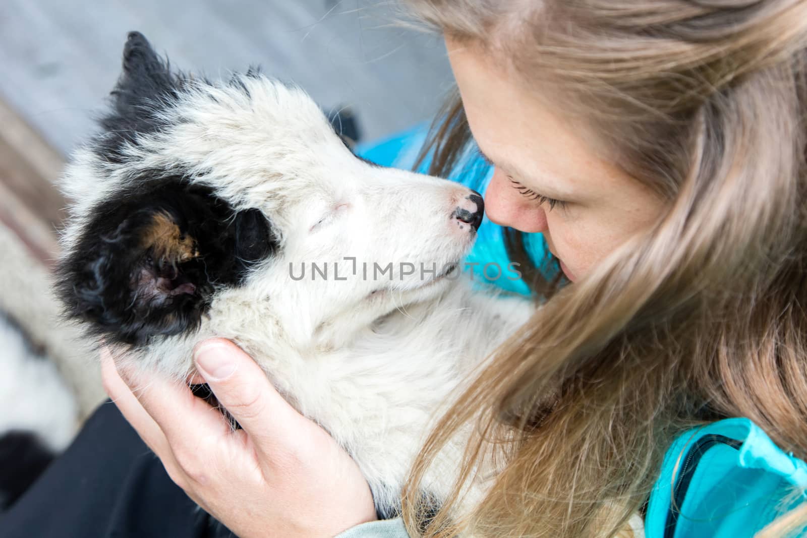 Small Border Collie puppy resting in the arms of a woman