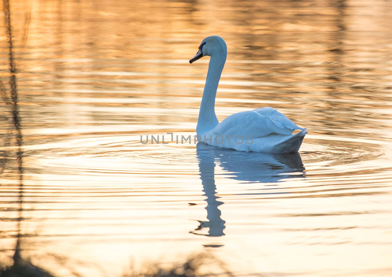 Mute swan by Firaxx