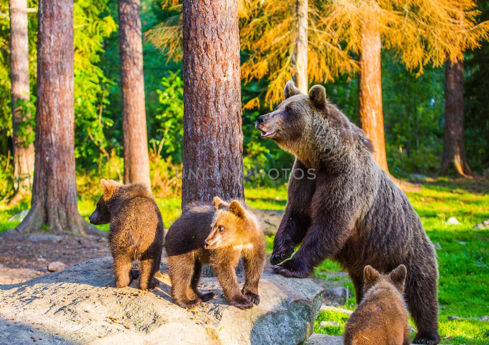 Wild living brown bears in Finland, near the Russian border