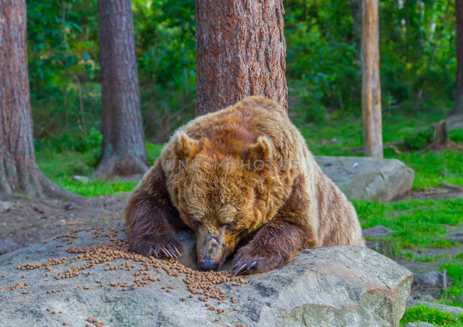 Wild living brown bears in Finland, near the Russian border