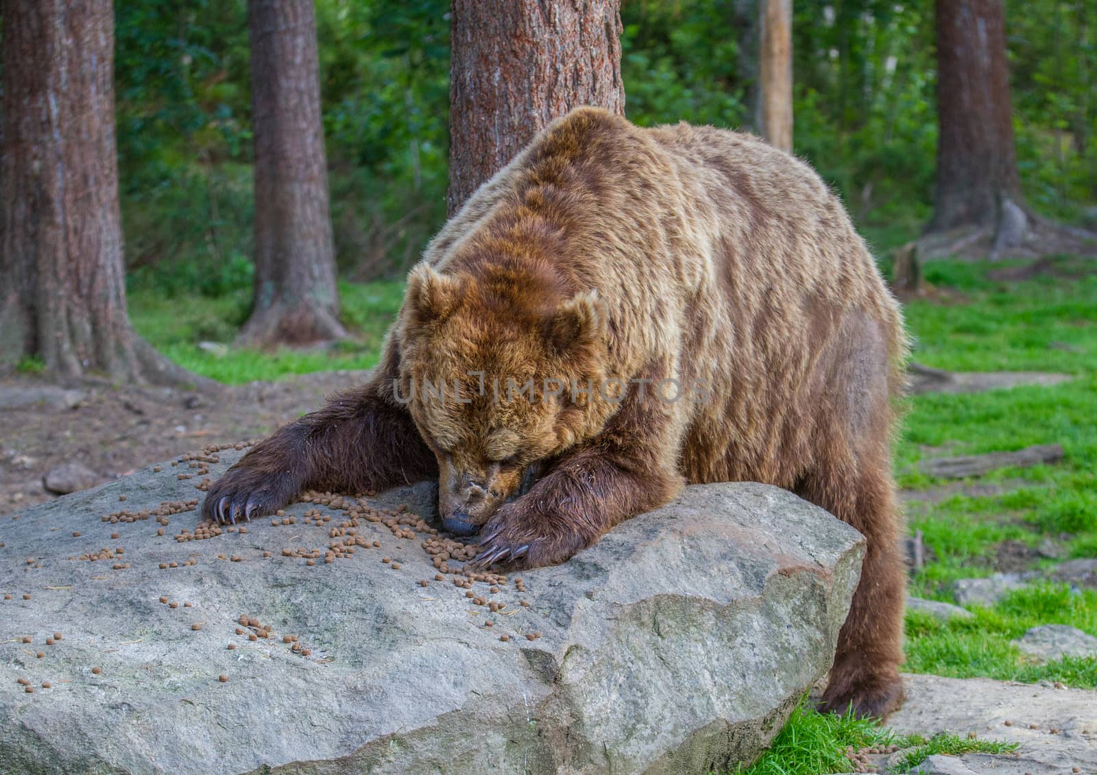 Wild living brown bears in Finland, near the Russian border