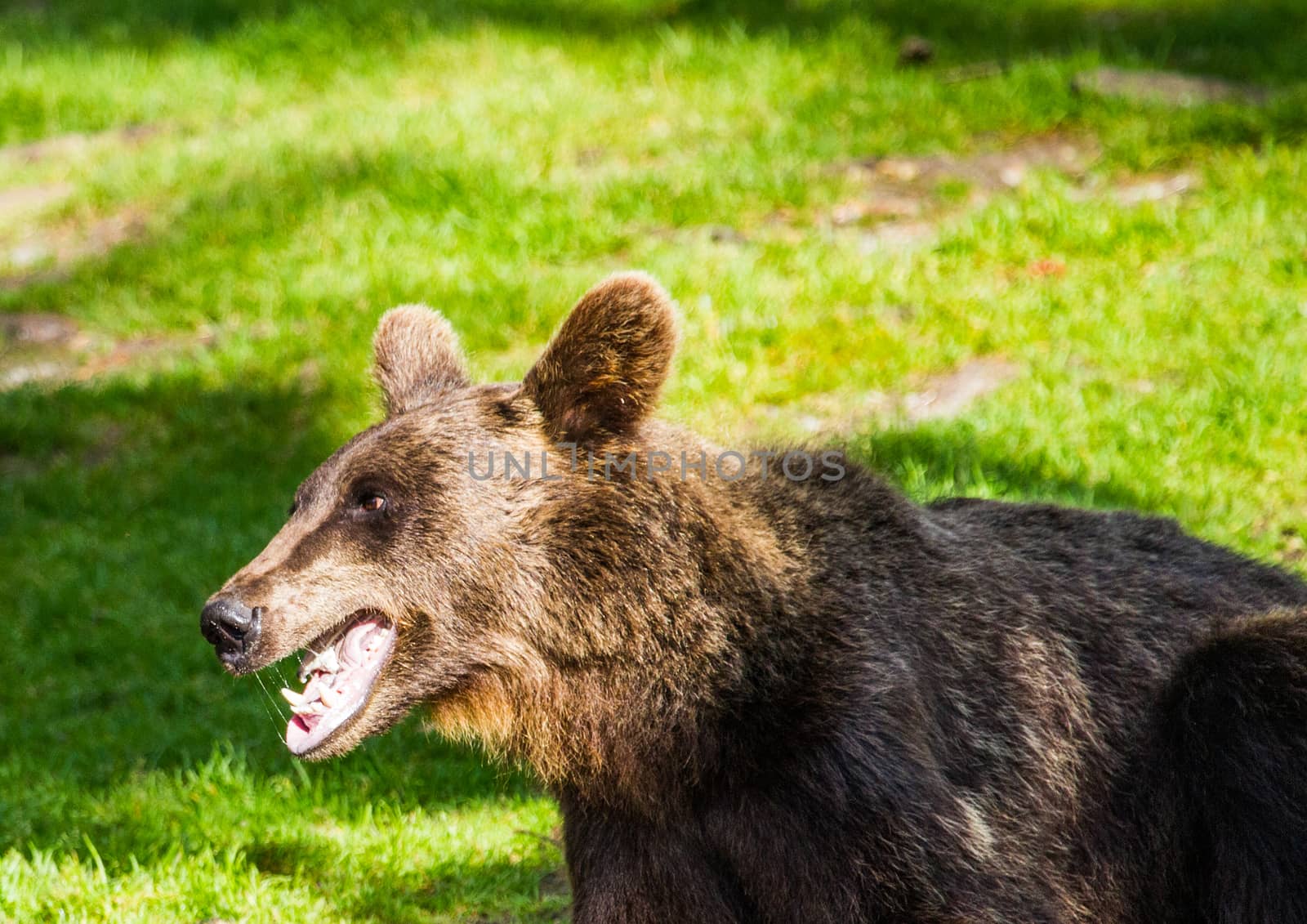 Wild living brown bears in Finland, near the Russian border