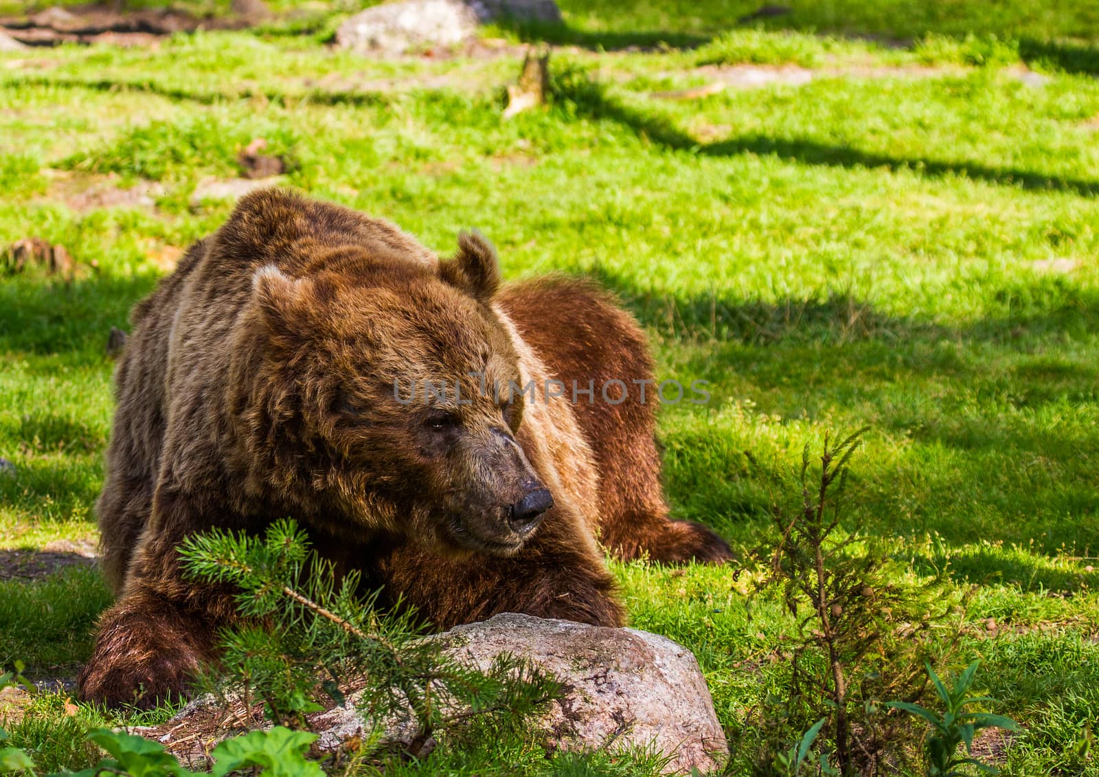 Wild living brown bears in Finland, near the Russian border