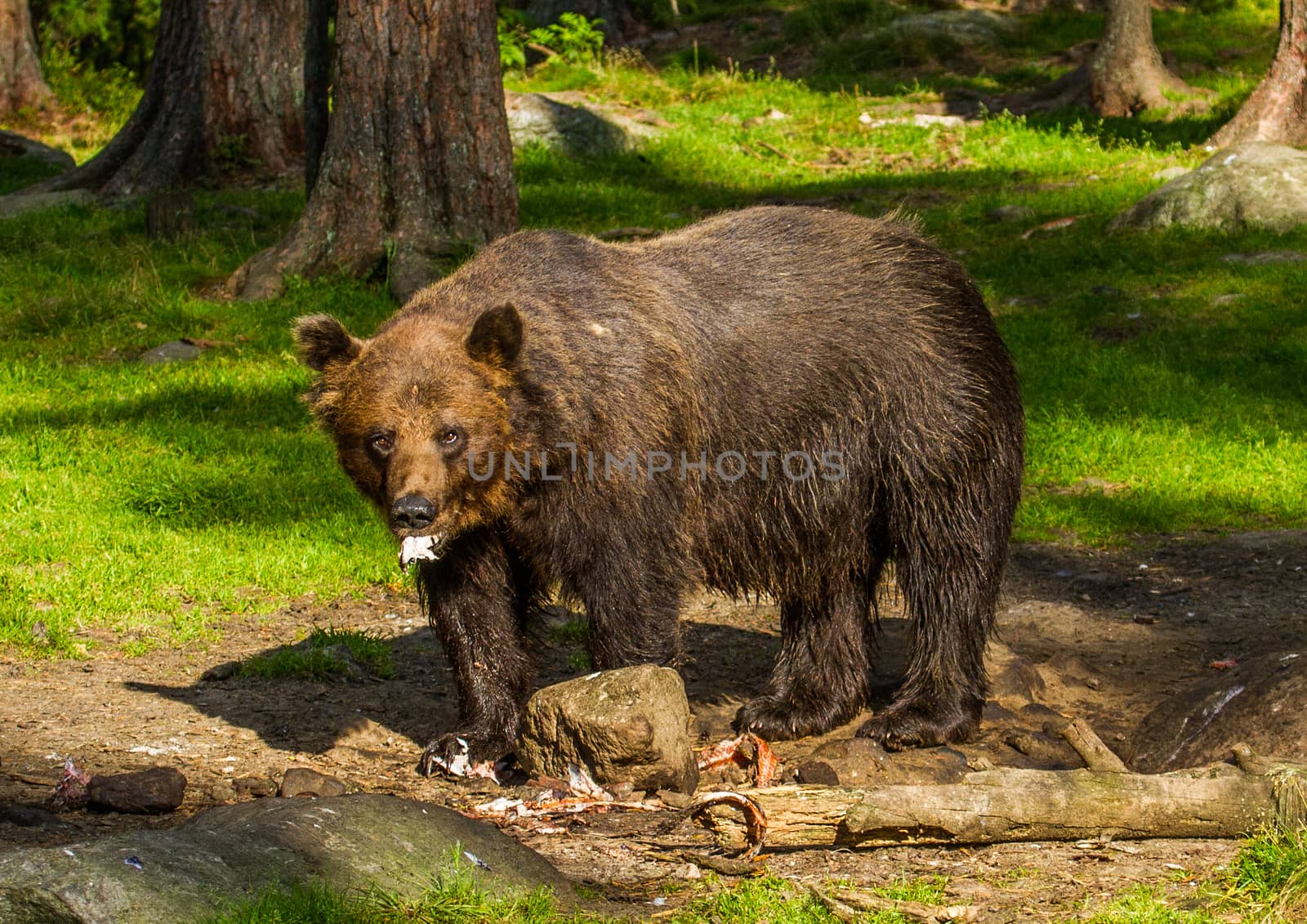 Wild living brown bears in Finland, near the Russian border