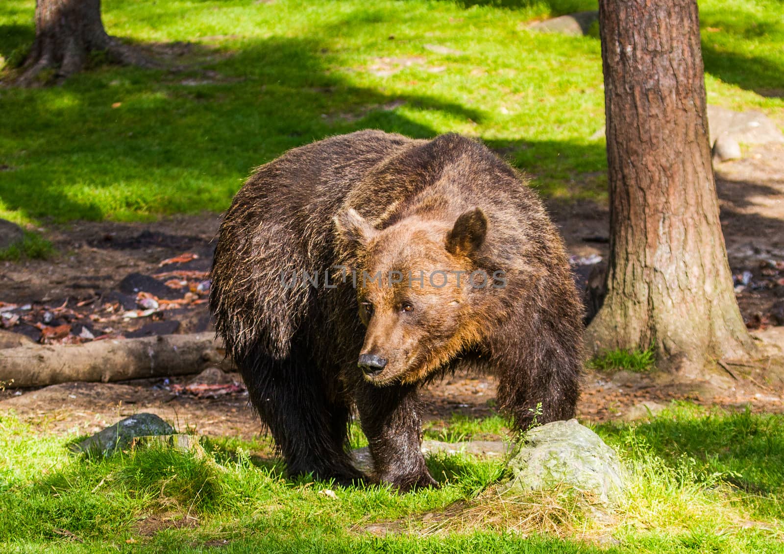 Wild living brown bears in Finland, near the Russian border