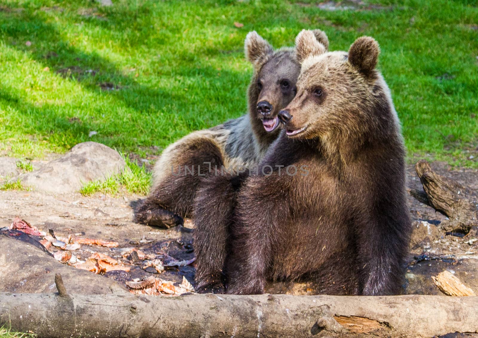 Wild living brown bears in Finland, near the Russian border