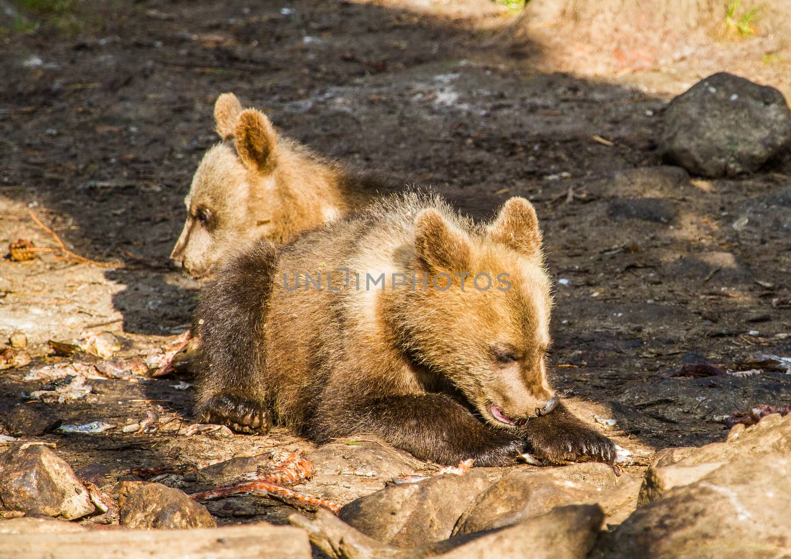Wild living brown bears in Finland, near the Russian border