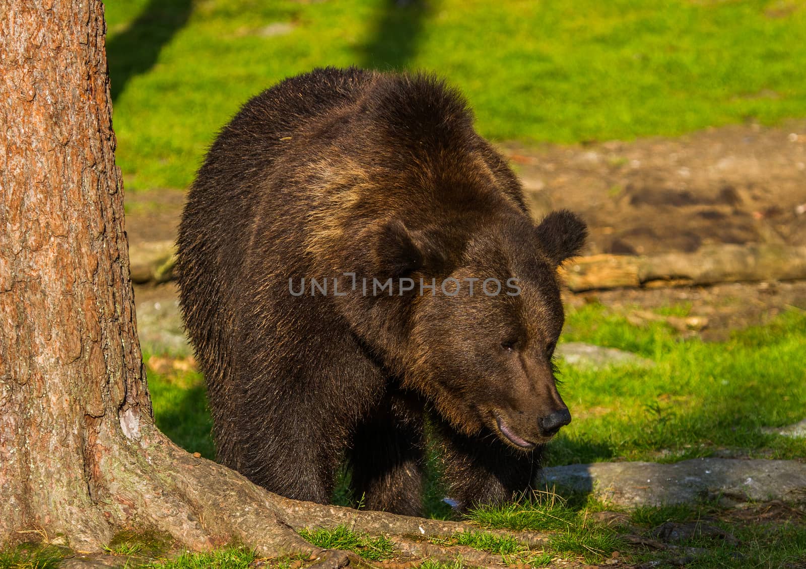 Wild living brown bears in Finland, near the Russian border