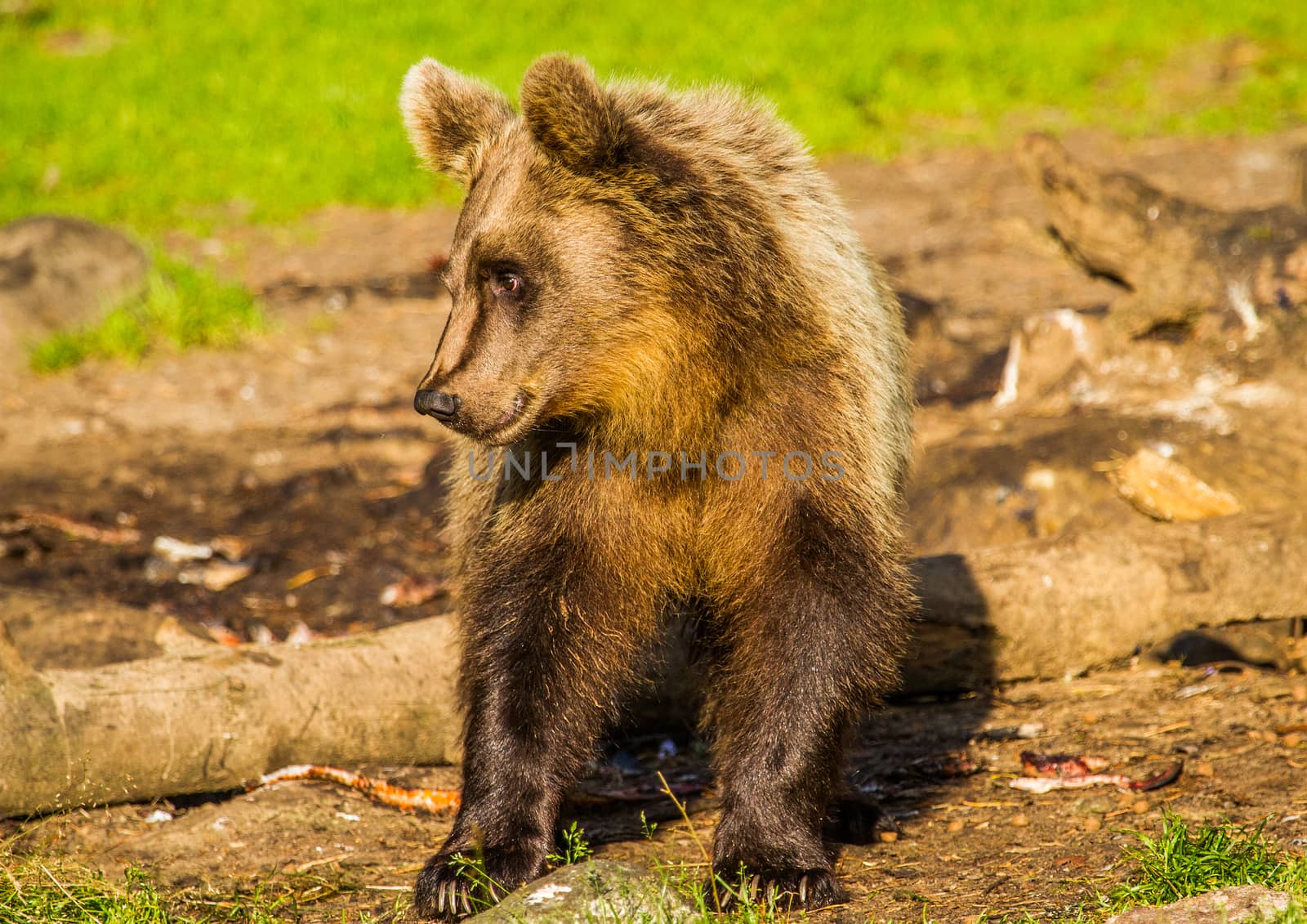 Wild living brown bears in Finland, near the Russian border