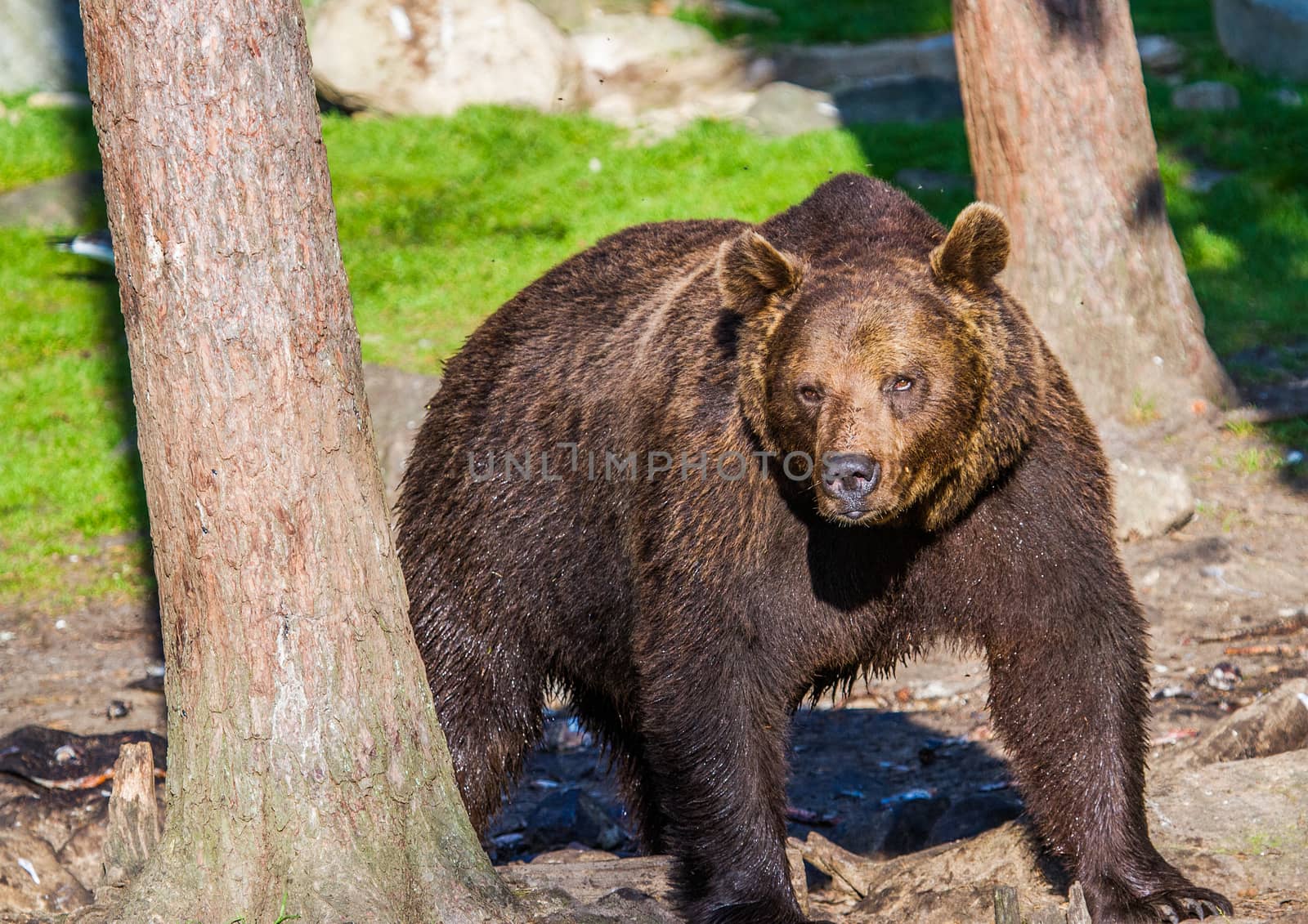 Wild living brown bears in Finland, near the Russian border