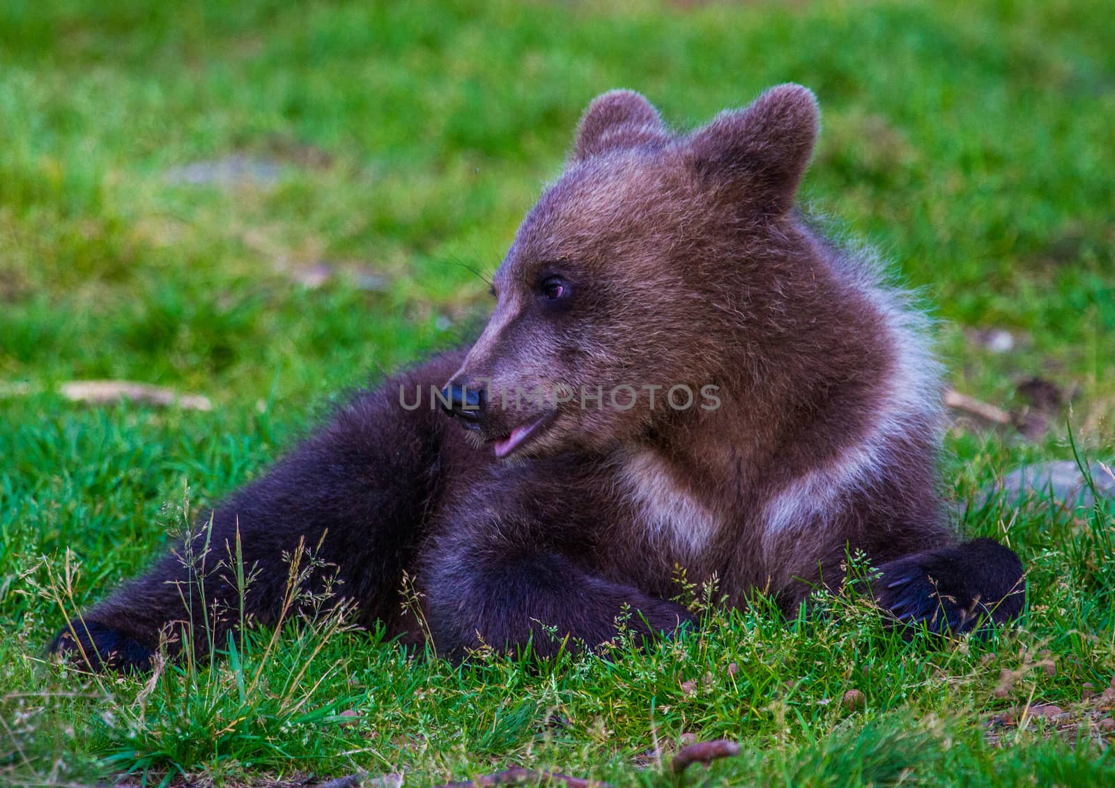 Wild living brown bears in Finland, near the Russian border