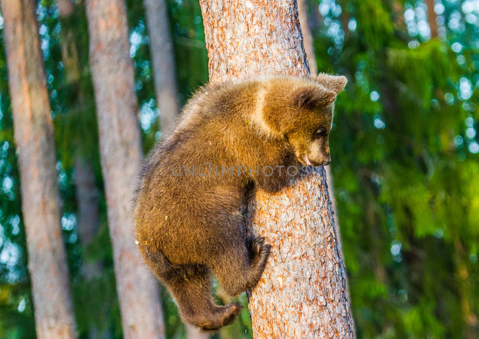 Wild living brown bears in Finland, near the Russian border