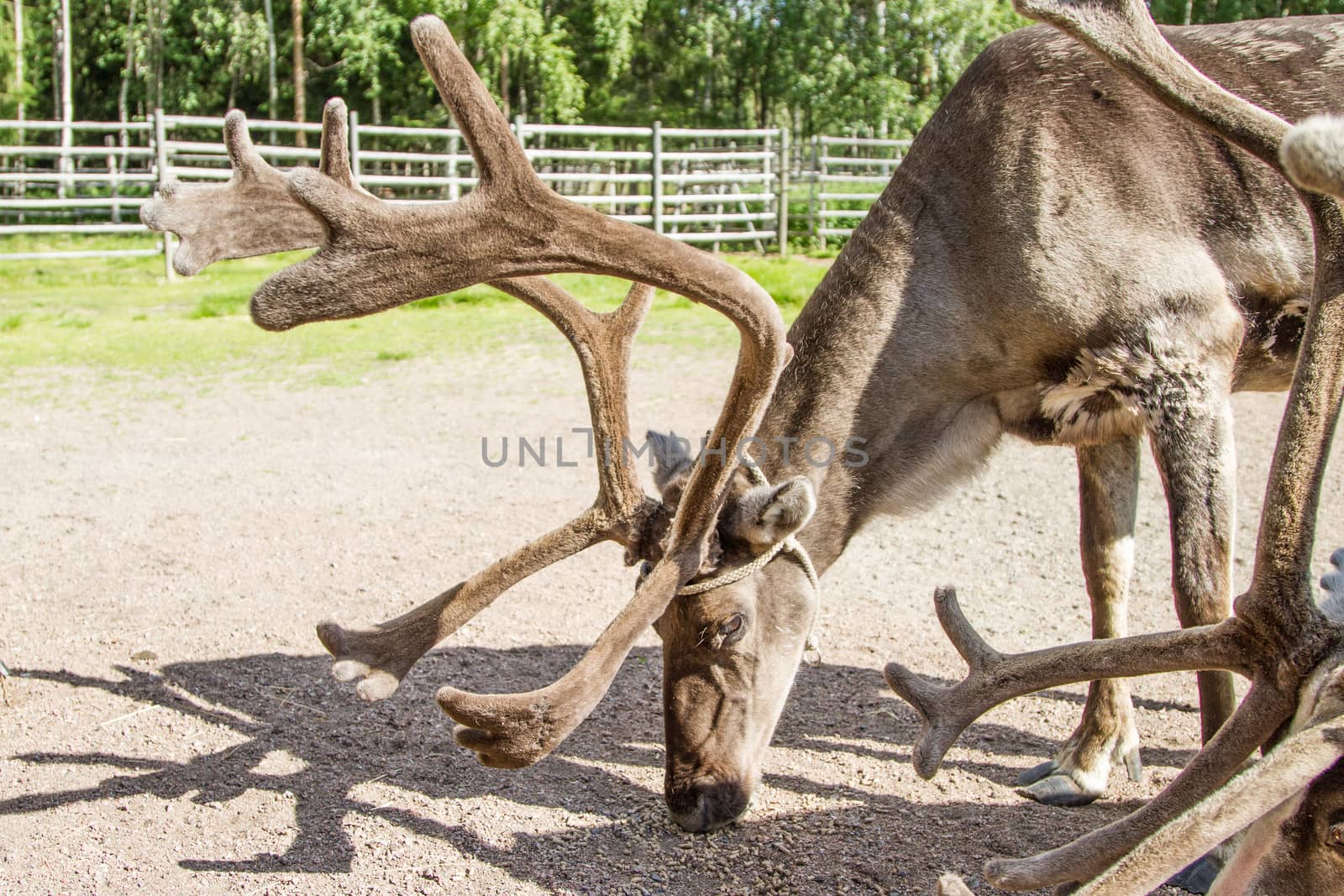 Reindeers in northern FInland, northern of the polar circle (Inari)