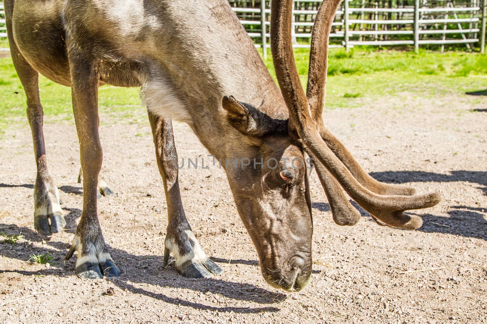 Reindeers in northern FInland, northern of the polar circle (Inari)