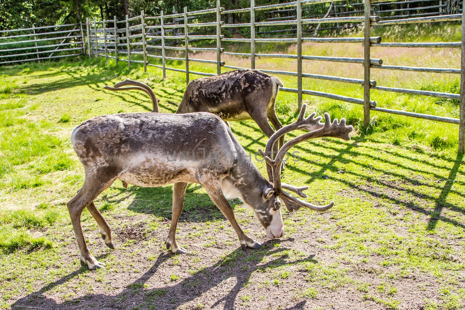 Reindeers in northern FInland, northern of the polar circle (Inari)