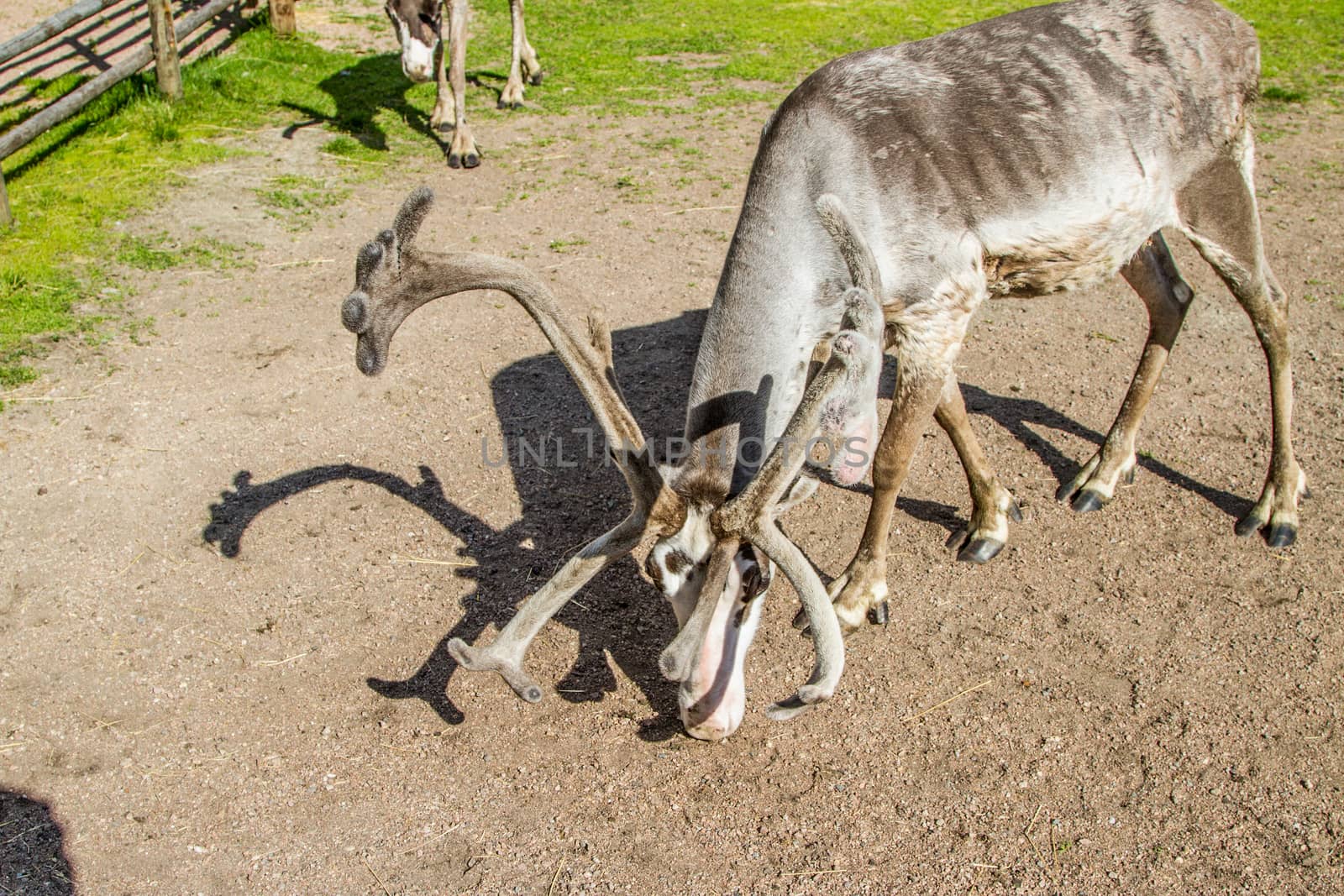 Reindeers in northern FInland, northern of the polar circle (Inari)