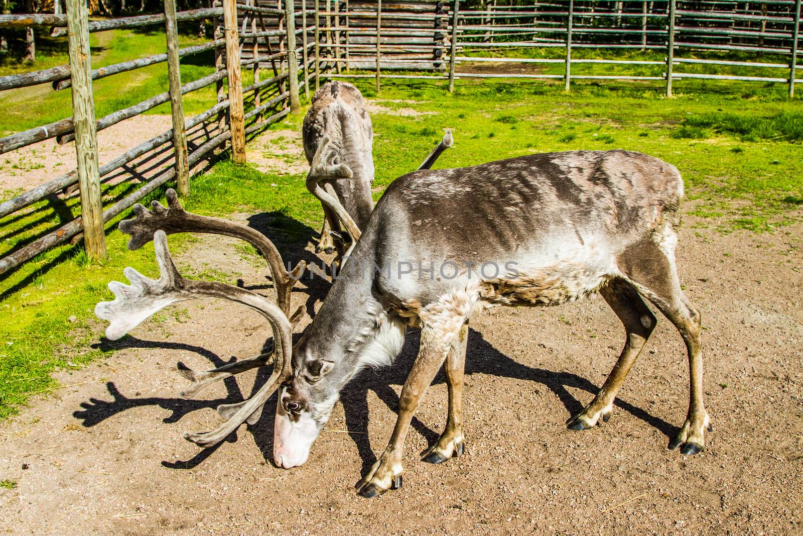 Reindeers in northern FInland, northern of the polar circle (Inari)