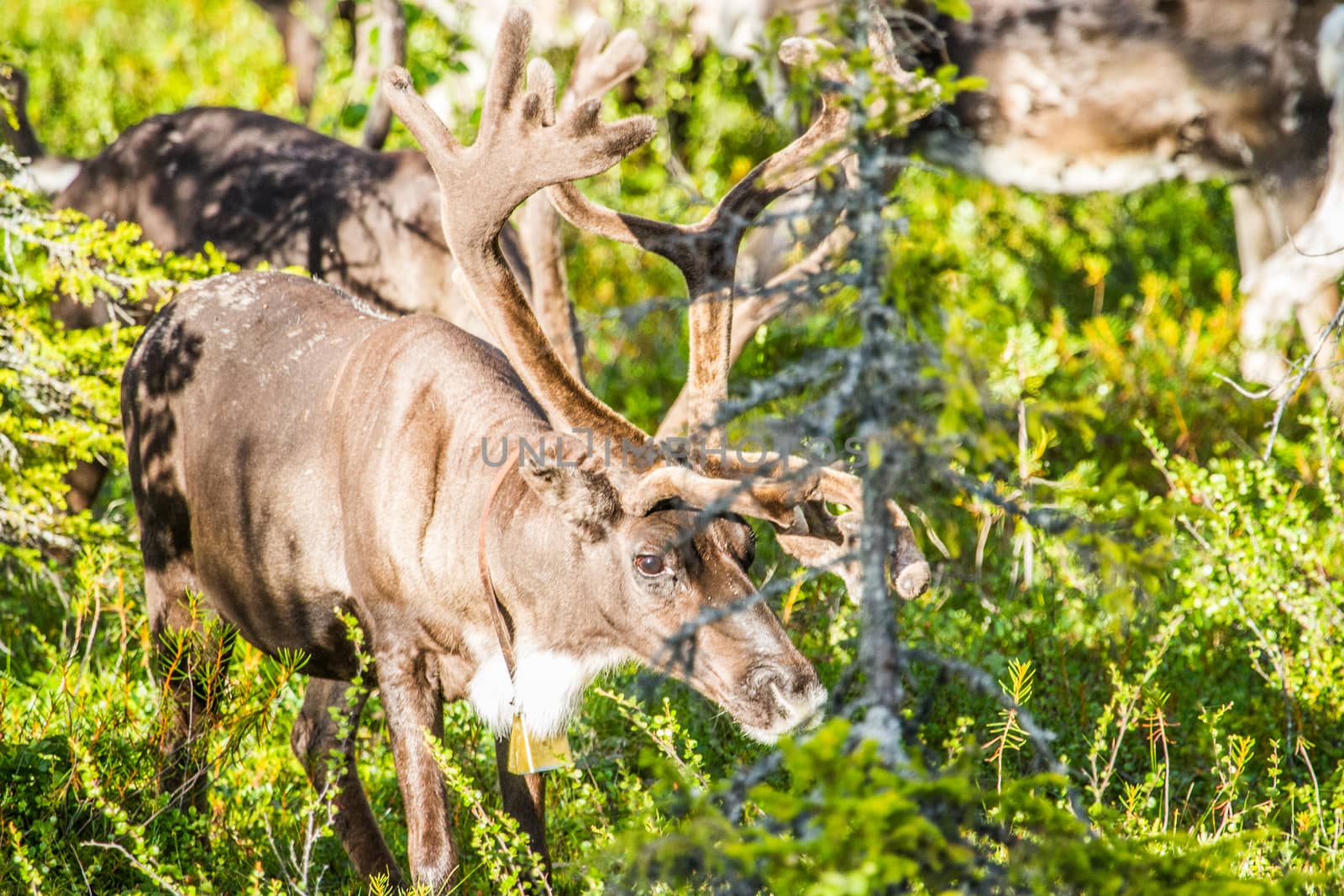 Reindeers in northern FInland, northern of the polar circle (Inari)