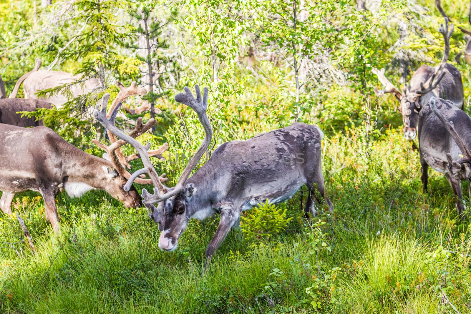 Reindeers in northern FInland, northern of the polar circle (Inari)